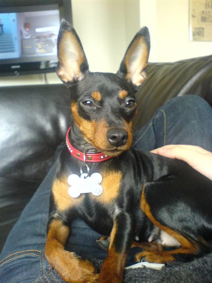 Dvaergpinscher Bella Cherié billede 15