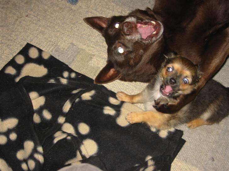 Chihuahua Amigo - Amigo og min kelpige Jazza billede 6