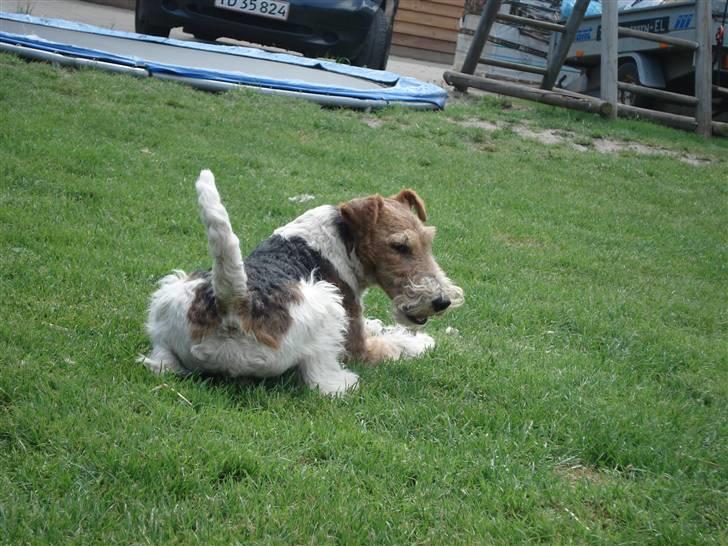 Ruhåret foxterrier UFFE - Buffe billede 2