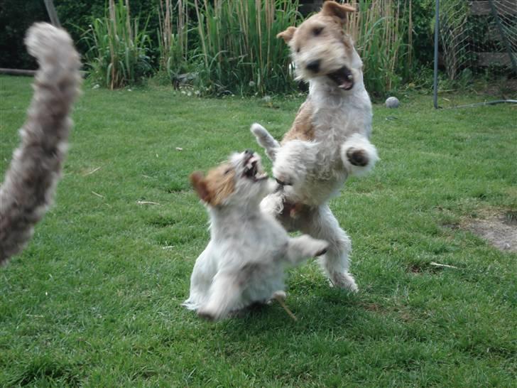 Ruhåret foxterrier UFFE - Uffe leger VILDT med Bolina billede 3