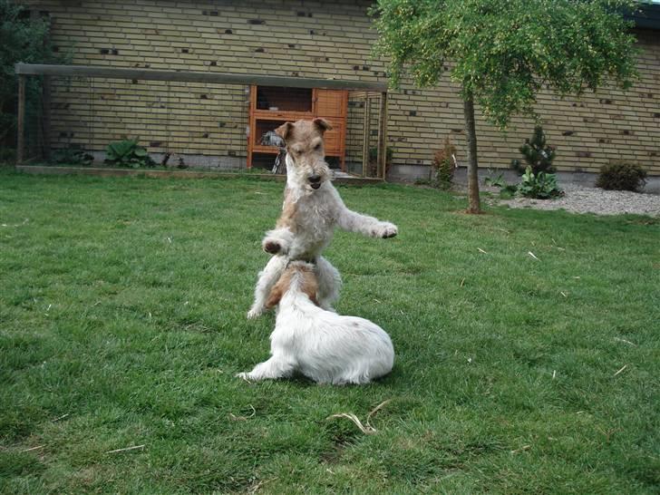 Ruhåret foxterrier UFFE billede 4