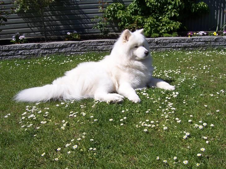 Samojedhund Buddy  billede 13