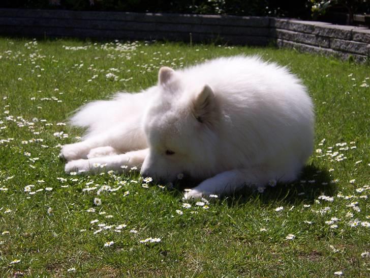 Samojedhund Buddy  - Dufter til blomsterne billede 14