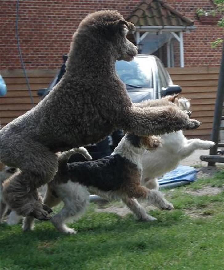 Ruhåret foxterrier UFFE - Uffe med nogle af hans venner billede 5