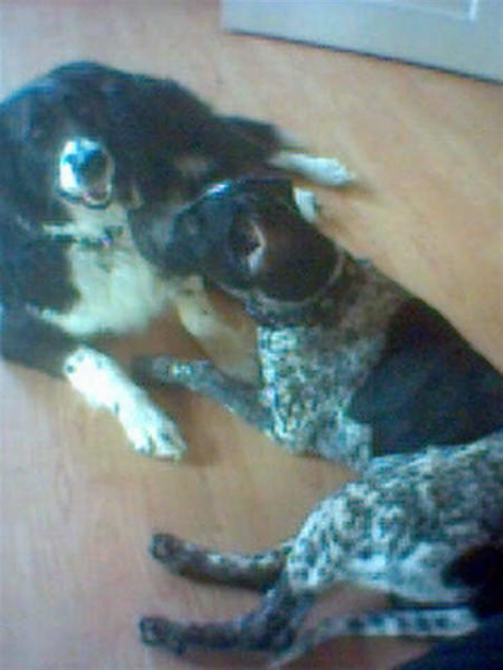 Blanding af racer Oskar - Mig og min bedste veninde Daysi som jeg passer engang imellem billede 14