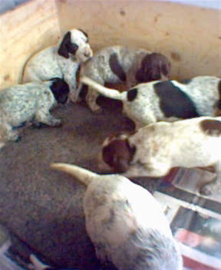 Blanding af racer Oskar -  3 uger gammel med nogen af mine søskende. en flok på 13. mig til højre med halen i vejret.  billede 15