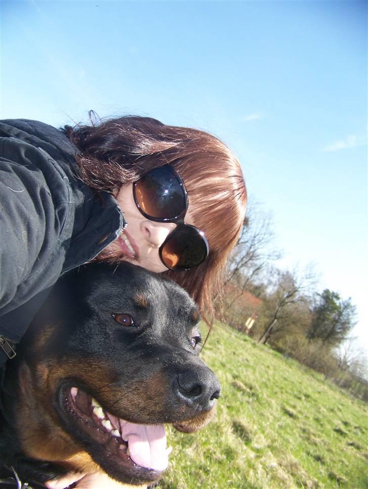 Rottweiler Harley billede 1