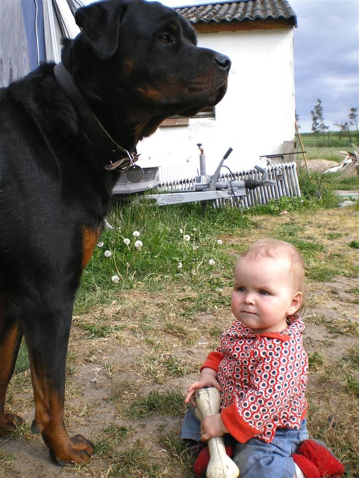 Rottweiler Harley billede 2