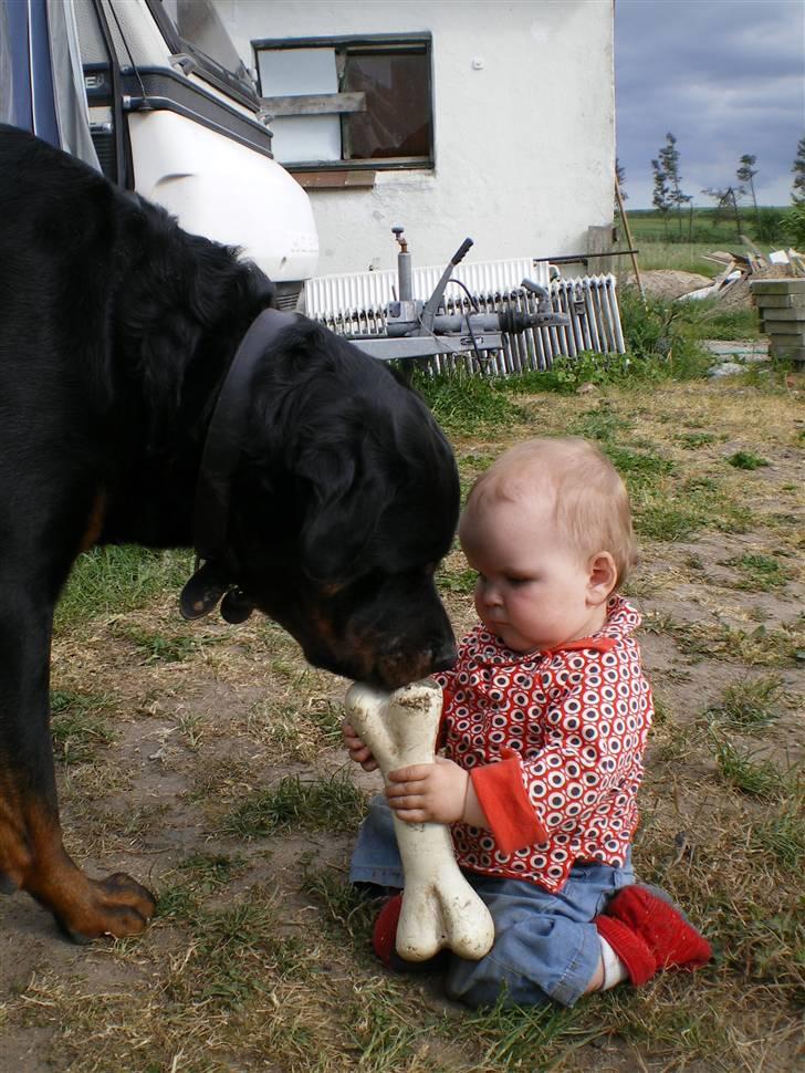 Rottweiler Harley billede 3