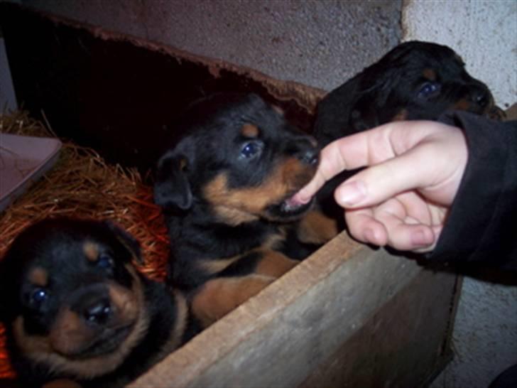 Rottweiler Harley billede 4