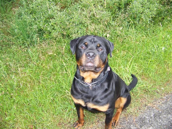 Rottweiler Harley billede 5