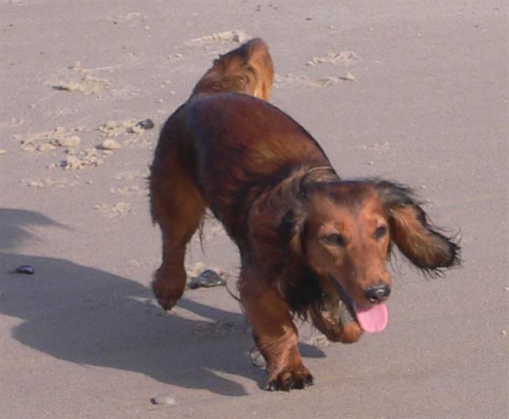 Dværggravhund Emma Himmelhund   - Emma Ælsker klitterne og havet i Klitmøller.. billede 13