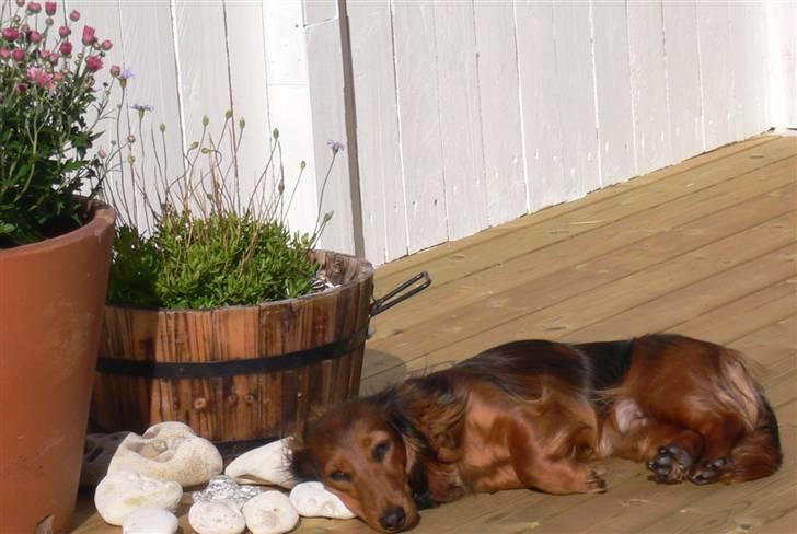 Dværggravhund Emma Himmelhund   - Skør hovedepude billede 15