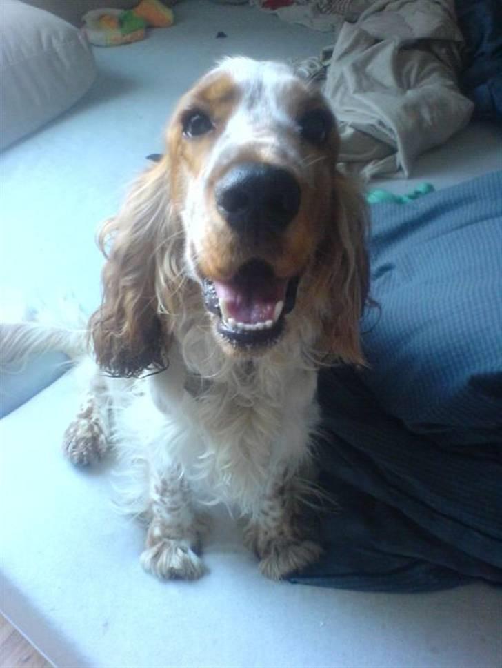 Cocker spaniel Buller billede 1