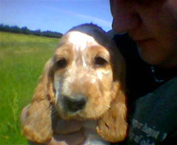 Cocker spaniel Buller - Før jeg fik ham hjem. Såå nuttet :-D billede 2