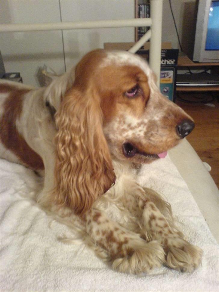 Cocker spaniel Buller billede 3