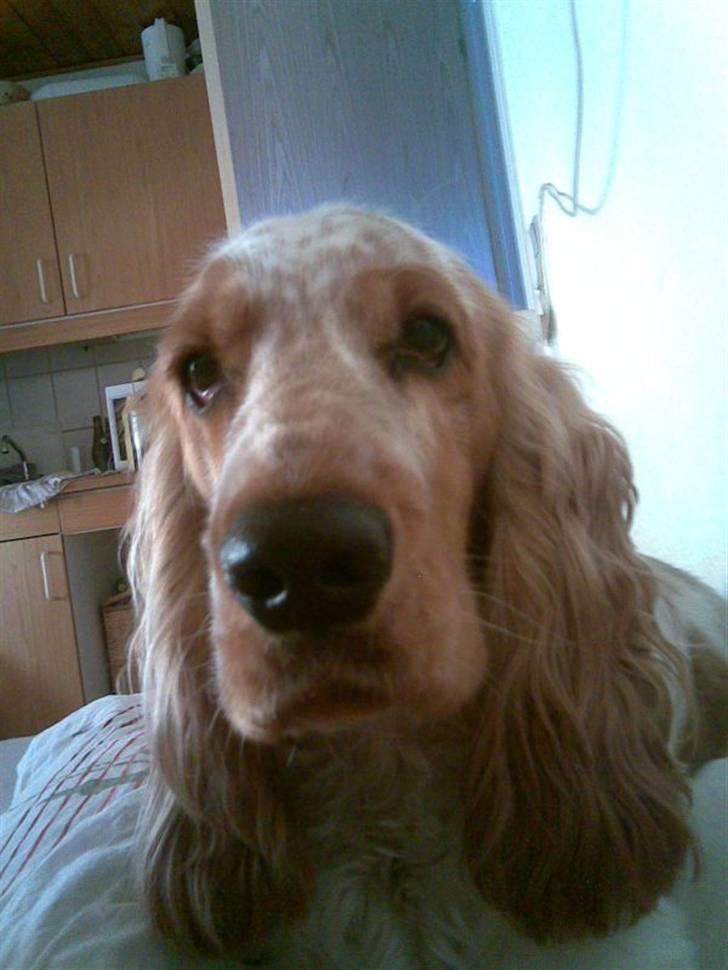 Cocker spaniel Buller billede 4