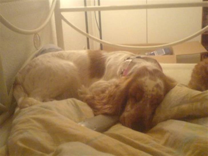 Cocker spaniel Buller billede 5