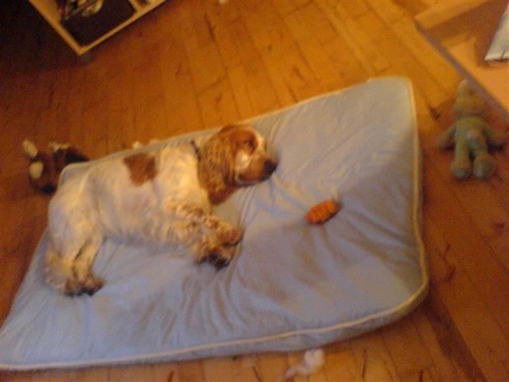 Cocker spaniel Buller - Buller med hans sutteklud :-) billede 6