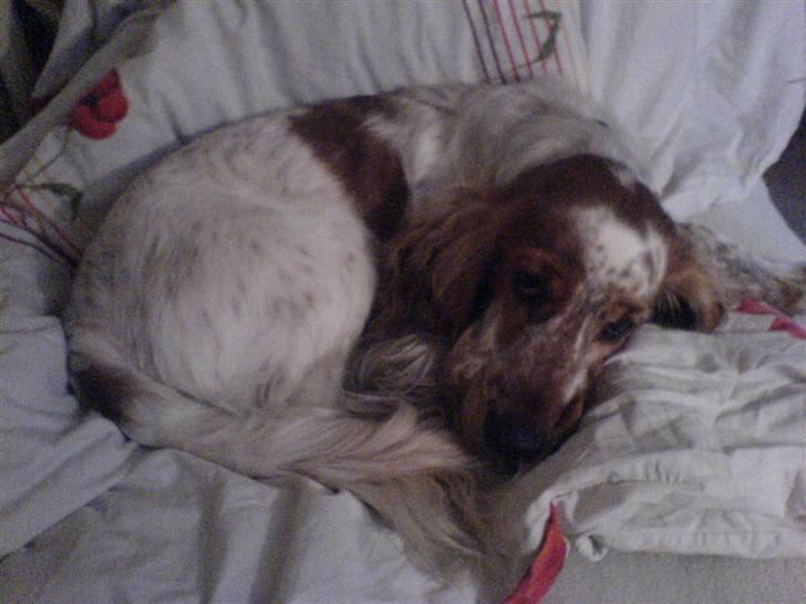 Cocker spaniel Buller - Lige så stor en putte trold som hans moar :-D billede 7