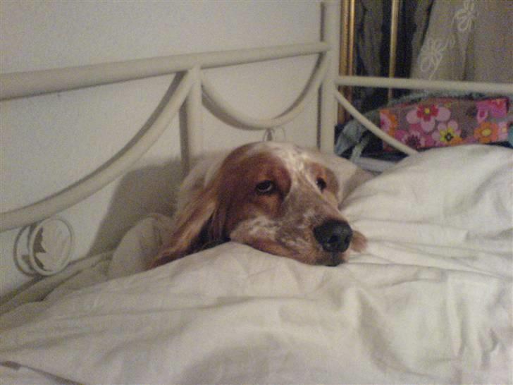 Cocker spaniel Buller billede 8