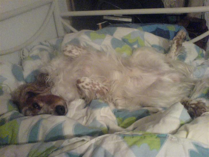 Cocker spaniel Buller billede 9