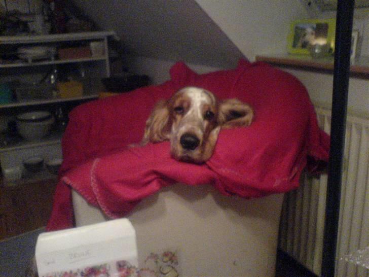 Cocker spaniel Buller - Buller i hans gamle stol - nu har man jo fået en der er større :) billede 10
