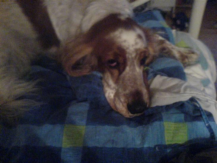 Cocker spaniel Buller billede 11