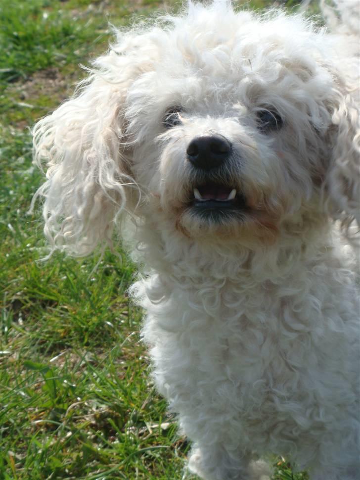 Bichon à poil frisé Smilla billede 1