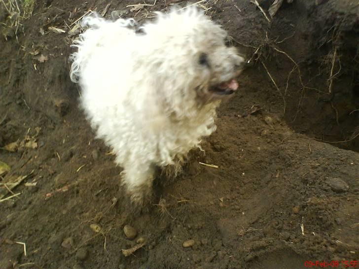 Bichon à poil frisé Smilla billede 2