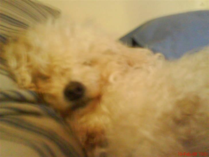 Bichon à poil frisé Smilla billede 3