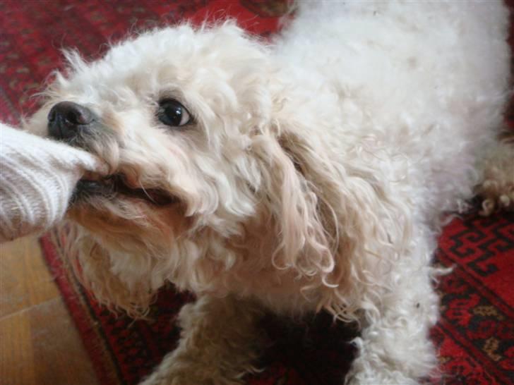 Bichon à poil frisé Smilla billede 6