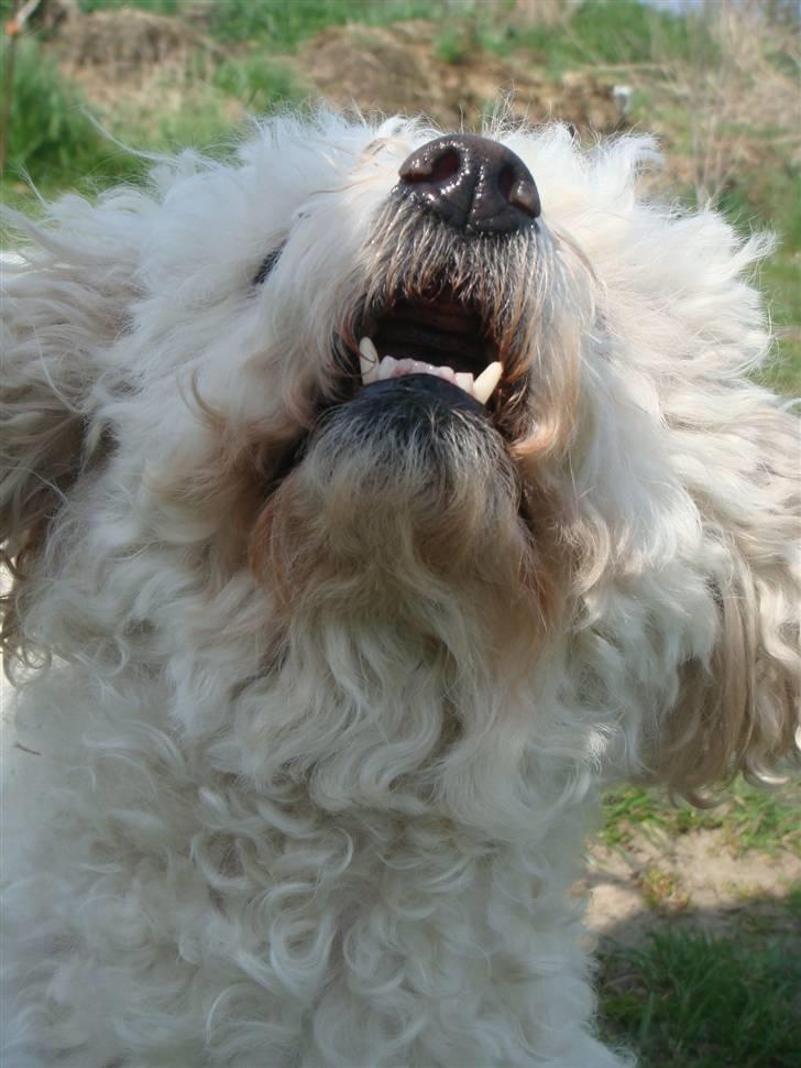 Bichon à poil frisé Smilla billede 7