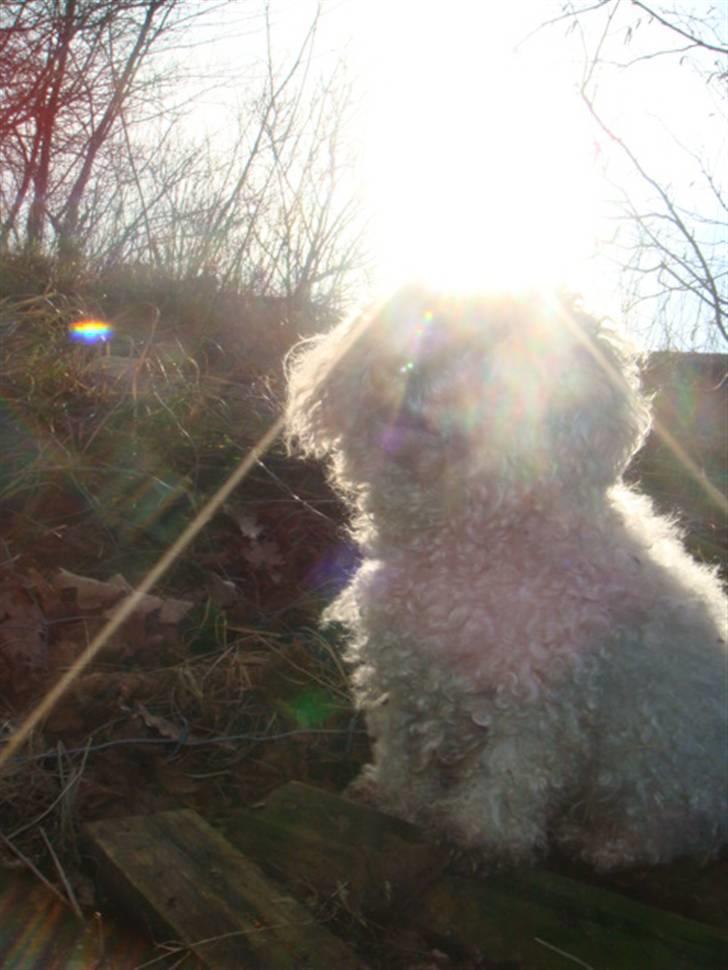 Bichon à poil frisé Smilla billede 8