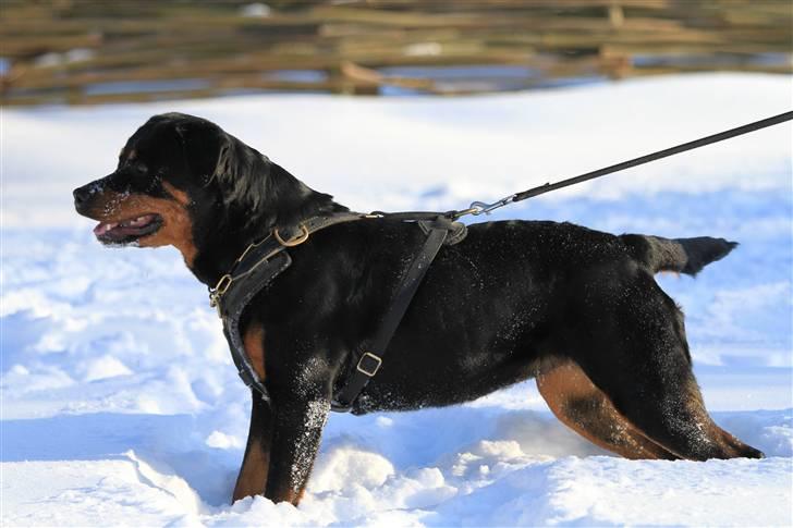 Rottweiler Odine Vom Rangau *død* billede 10