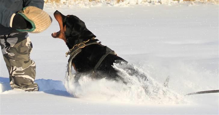 Rottweiler Odine Vom Rangau *død* billede 11