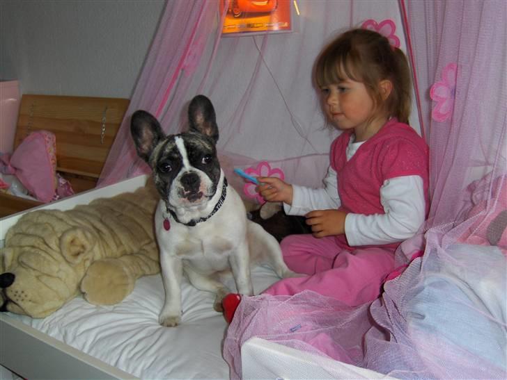 Fransk bulldog Lulu - vi tøsehygger billede 15