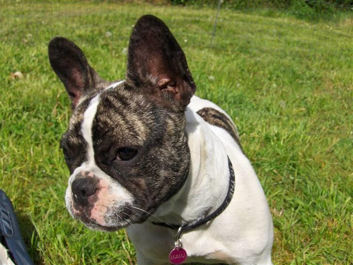 Fransk bulldog Lulu billede 16