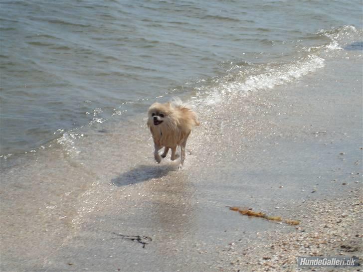 Pomeranian Gismo *R.I.P. 2016* - Maj 2008 billede 4