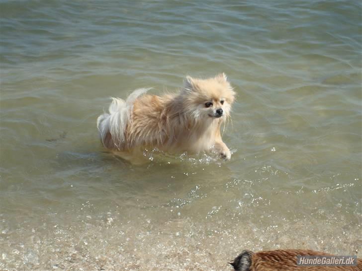 Pomeranian Gismo *R.I.P. 2016* - Maj 2008 billede 5