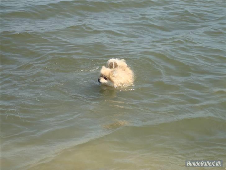 Pomeranian Gismo *R.I.P. 2016* - Maj 2008 billede 6