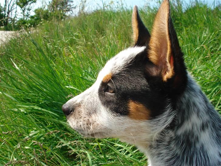 Australsk cattledog Anton *Himmelhund* billede 16