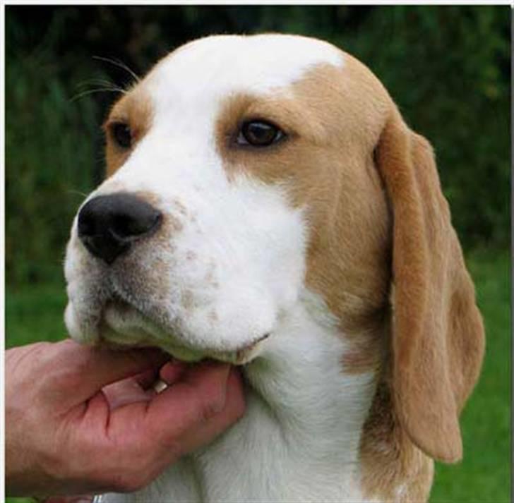 Beagle Gambey - Det udtryk behøver vist ingen kommentar! billede 2