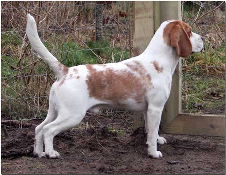 Beagle Gambey - I haven hos min "reserve-familie" i Uggerby billede 3