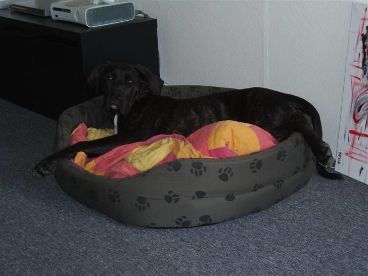 Blanding af racer General Simba *R.I.P* - lad mig sove  billede 12