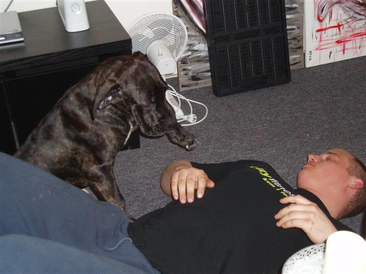 Blanding af racer General Simba *R.I.P* - Skal vi lege far :)   (16 uger gammel) billede 14