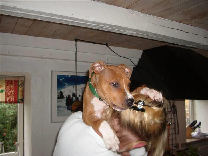 Amerikansk staffordshire terrier Jason billede 17