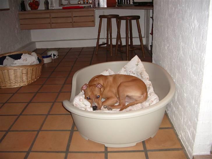 Amerikansk staffordshire terrier Jason billede 18