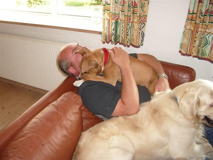 Amerikansk staffordshire terrier Jason billede 19