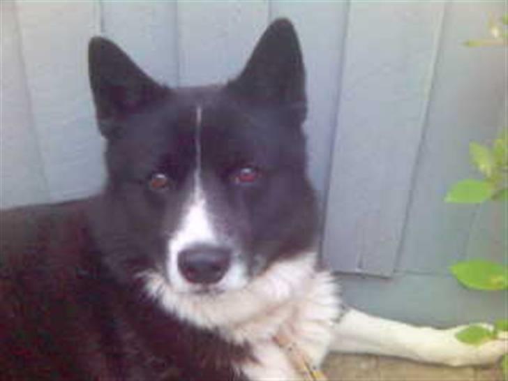 Karelsk bjørnehund Misko - jaae.... jeg er jo såå sød! billede 13